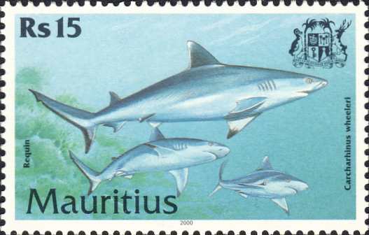 Carcharhinus wheeleri Carcharhinus wheeleri