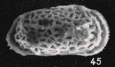 Holotype Triginglymus comendiensis Apostolescu, 1957