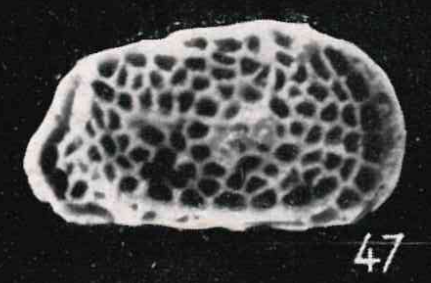 Holotype Triginglymus cribratus Apostolescu, 1957