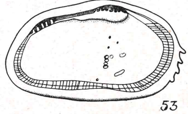 Holotype Vetustocytheridea guitrancourtensis Apostolescu, 1957