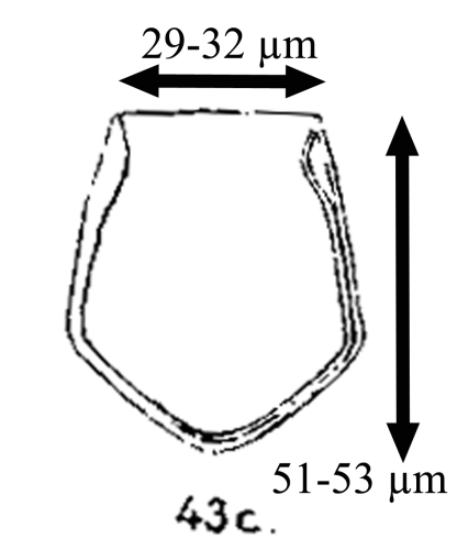 Proplectella pentagona originally described as Undella subacuta var. pentagona by Jörgensen