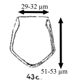 Proplectella pentagona originally described as Undella subacuta var. pentagona by Jörgensen