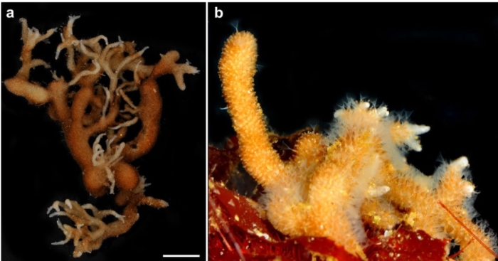 Alcyonidium kuklinskii Alcyonidium kuklinskii