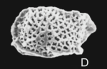 Holotype  ofEucytherura trifida Ramos, Coimbra, & Bergue, 2024