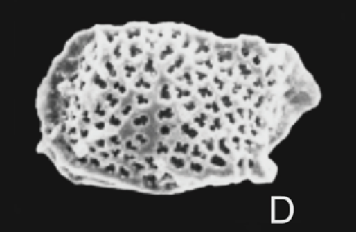 Holotype  ofEucytherura trifida Ramos, Coimbra, & Bergue, 2024