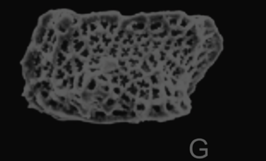 Holotype Eucytherura castellata Ramos, M. I. F; Coimbra, J. C. & Bergue, C. T.