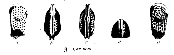 Bradleya approximata approximata (Bosquet, 1852), Holotype,