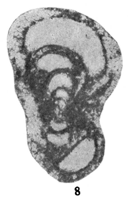 Endothyra arcuata var. evoluta Lebedeva, 1954 Endothyra arcuata var. evoluta Lebedeva, 1954