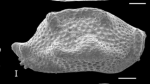 Holotype Triebelina porinetia Forel, 2024