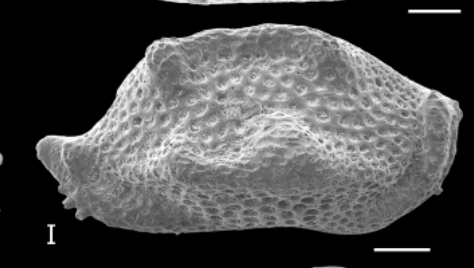 Holotype Triebelina porinetia Forel, 2024