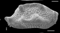 Holotype Triebelina porinetia Forel, M-B.,2024