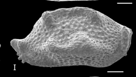 Holotype Triebelina porinetia Forel, M-B.,2024