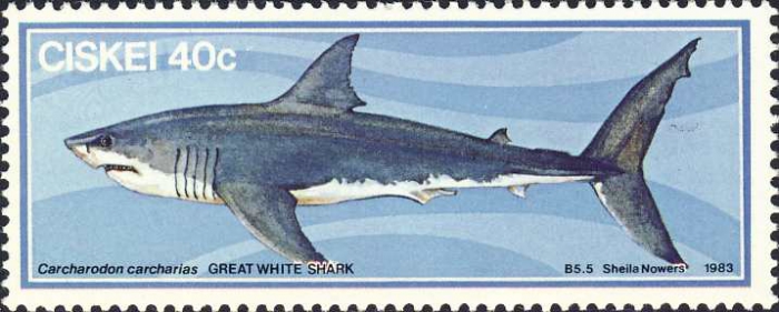 Carcharodon carcharias Carcharodon carcharias