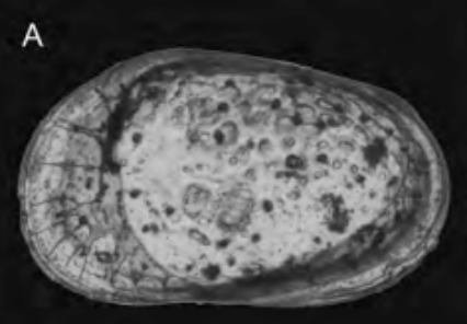 Holotype Tuberoloxoconcha aielloi Parisi, R.; Cronin, T.; Aiello, G.; Barra, D.; Danielopol, D.; Horne, D. & Mazzini, I.,2024