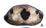 Holotype Bairdoppilata magnafasciata Maddocks & Horne, 2024