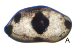 Holotype Bairdoppilata magnafasciata Maddocks & Horne, 2024