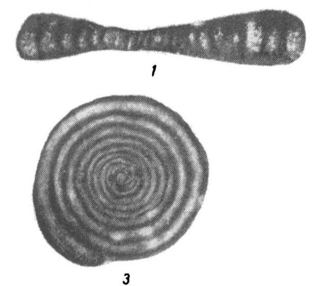 Ammodiscus compactus var. maxima Potievskaya, 1958 Ammodiscus compactus var. maxima Potievskaya, 1958