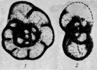 Endothyra bradyi var. simplex Reitlinger, 1950