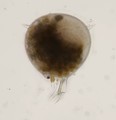 Protocystis balfouri