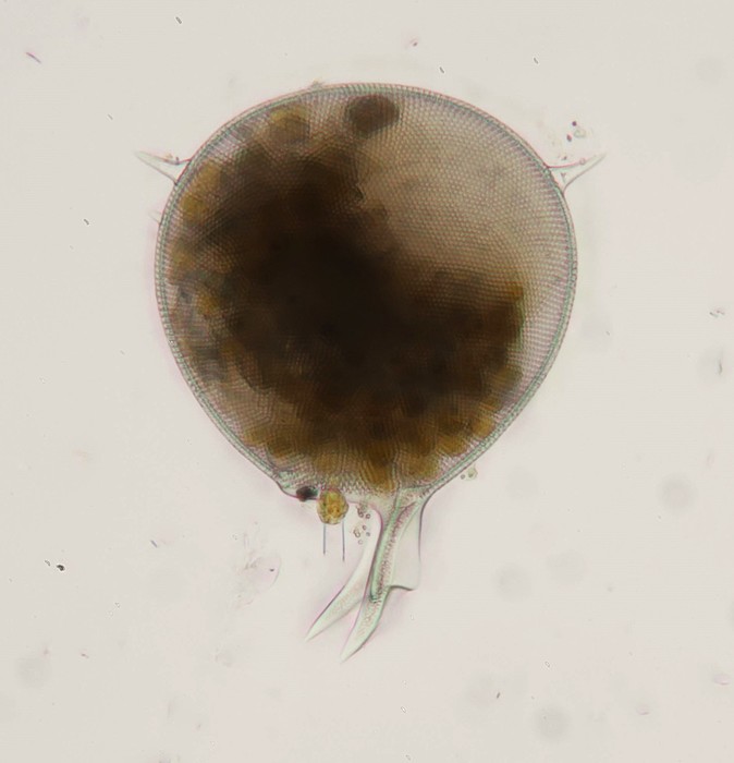 Protocystis balfouri Protocystis balfouri