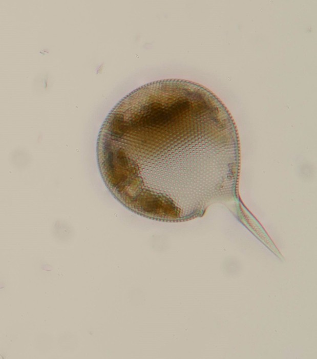 Protocystis xiphodon Protocystis xiphodon