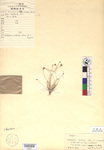 Beijing Botanical Garden (Bulbostylis disticha PE00026647 isotype 1)