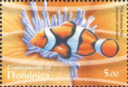 Amphiprion perideraion Amphiprion perideraion