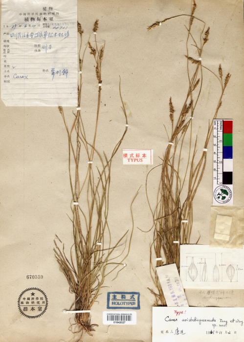 Beijing Botanical Garden (Carex aristatisquamata PE01842027 holotype 1)