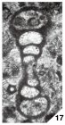 Eoforschia uralica (Malakhova, 1956)