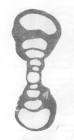 Tournayella moelleri var. uralica Malakhova, 1956