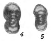 Eostaffella mediocris var. minima Durkina, 1959