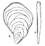 Plectofrondicularia mateui Colom & Sacarés, 1976
