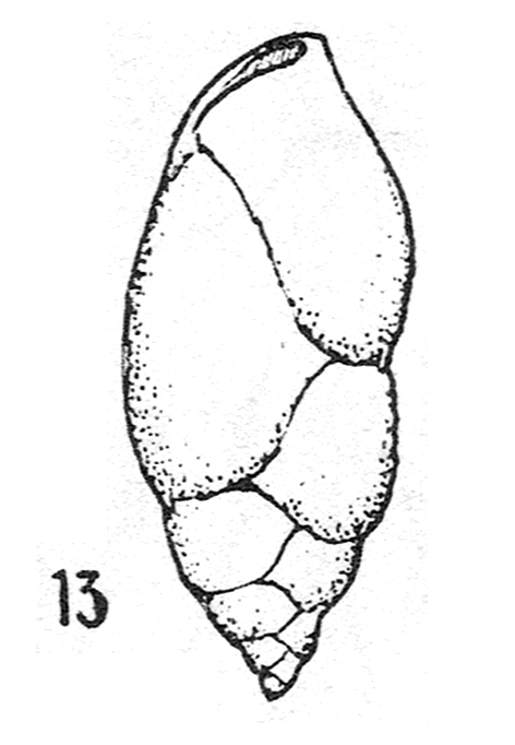 Chiloguembelina randaensis Colom & Sacarés, 1976
