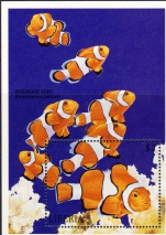 Amphiprion percula ocellaris