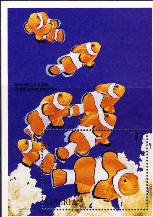 Amphiprion percula ocellaris Amphiprion percula ocellaris