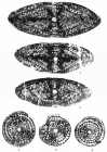 Parafusulina (Skinnerella) brevis Skinner, 1971