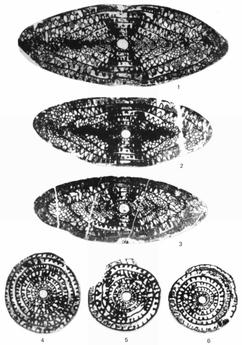 Parafusulina (Skinnerella) brevis Skinner, 1971 Parafusulina (Skinnerella) brevis Skinner, 1971