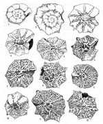 Pararotalia stellata subsp. gymnaesica Colom & Sacarés, 1976