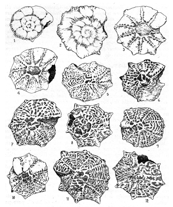 Pararotalia stellata subsp. gymnaesica Colom & Sacarés, 1976