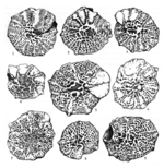 Pararotalia stellata subsp. gymnaesica Colom & Sacarés, 1976