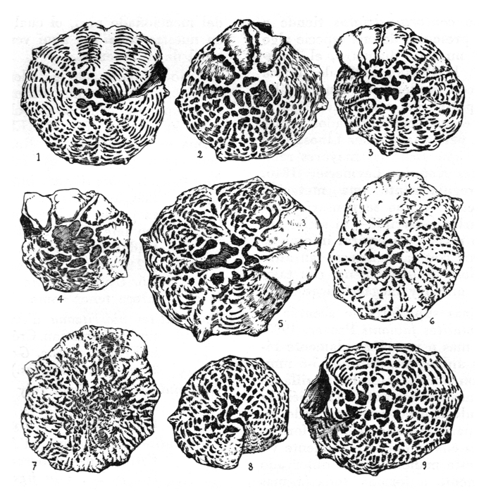 Pararotalia stellata subsp. gymnaesica Colom & Sacarés, 1976