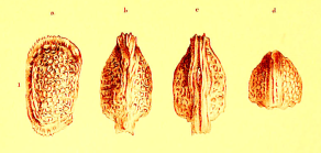 Cythere dictyon Brady 1880 - Holotype