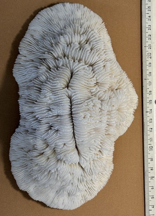 Holotype (2) Holotype (2)