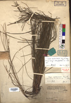 Beijing Botanical Garden (Carex austrosinensis PE01862843 holotype 1)