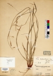 Beijing Botanical Garden (Carex baohuashanica PE01842028 holotype 1)