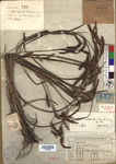 Beijing Botanical Garden (Carex calcicola PE01862846 holotype 1)