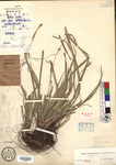 Beijing Botanical Garden (Carex canaliculata PE01862847 holotype 1)