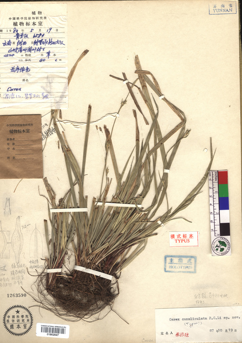 Beijing Botanical Garden (Carex canaliculata PE01862847 holotype 1)