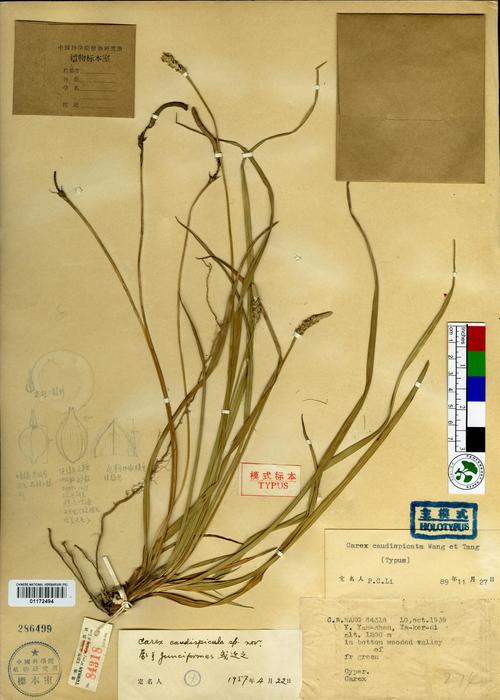 Beijing Botanical Garden (Carex caudispicata PE01172494 holotype 1)