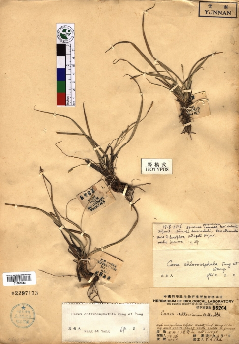 Beijing Botanical Garden (Carex chlorocephalula PE01803343 isotype 1)